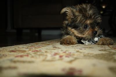 Addison playing with a cat toy since she's too small for dog toys.