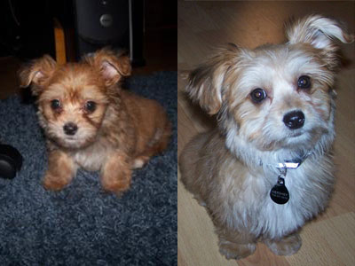 maltese yorkie mix puppies