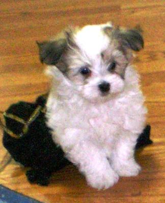 My Little Yorkie Maltese mix puppy Cookie is a baby of my Twinkle Star a 