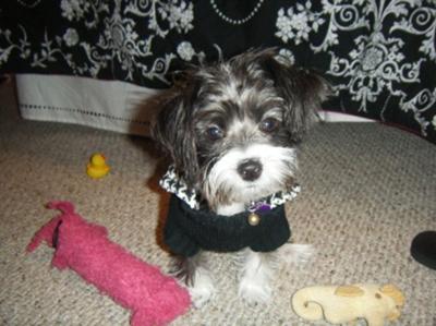 Dixie at 6 months