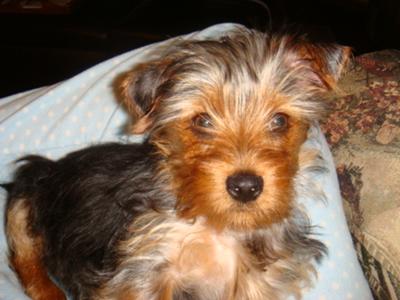 Lilliputian at 3 months old