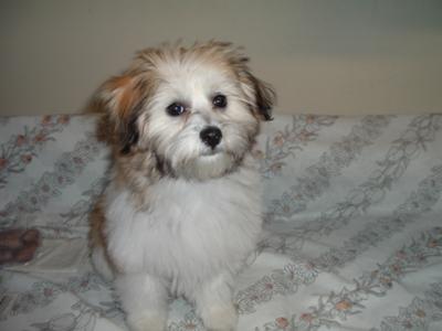 yorkie maltese mix replica