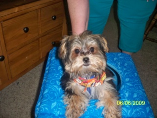 Milo the Morkie puppy