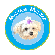 Find out how to choose the most responsible Maltese puppy breeders in your area.